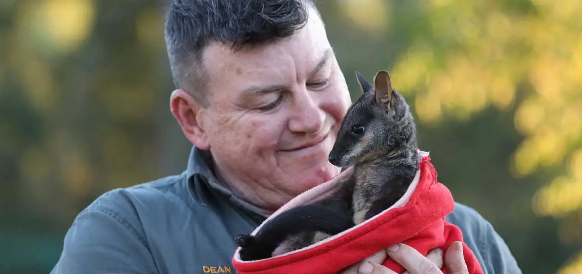 Rocket the Rock Wallaby at Aussie Ark