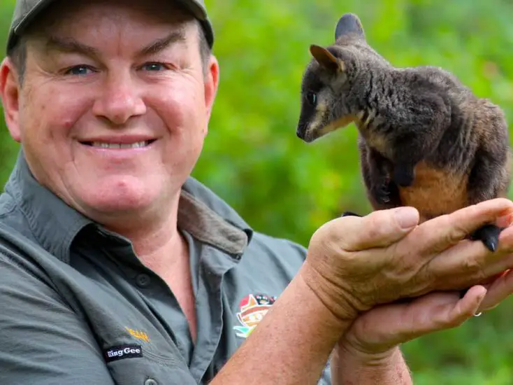 Rocket the Brush-Tailed Rock Wallaby Aussie Ark