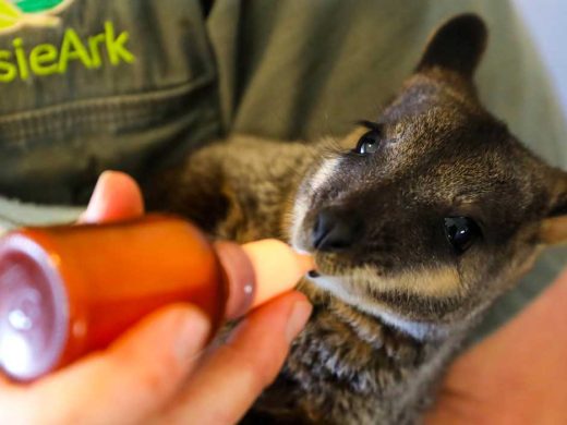 Rocket the rock wallaby at Aussie Ark