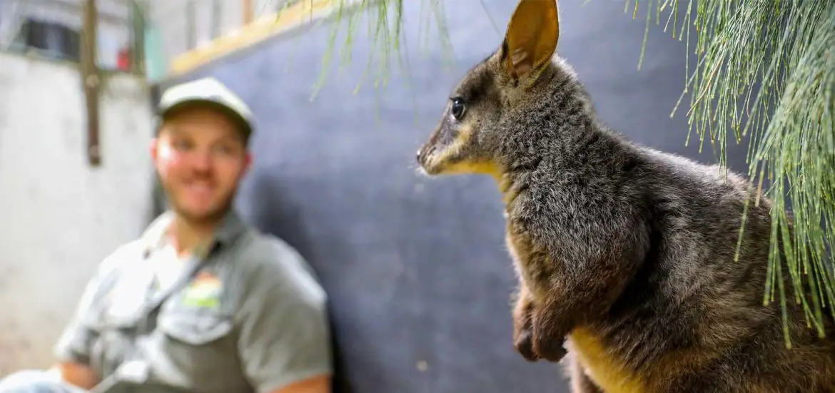Rocket the rock wallaby at Aussie Ark