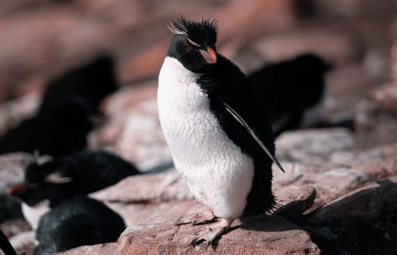 rockhopper penguin