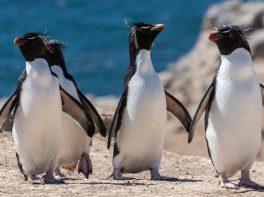 rockhopper penguin