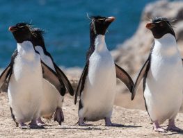 rockhopper penguin