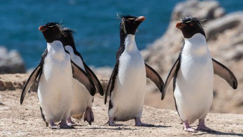 rockhopper penguin