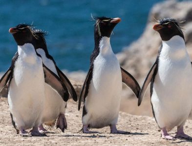 rockhopper penguin
