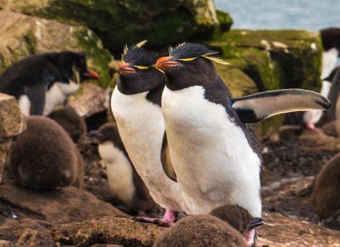 rockhopper penguin