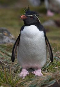 rockhopper penguin