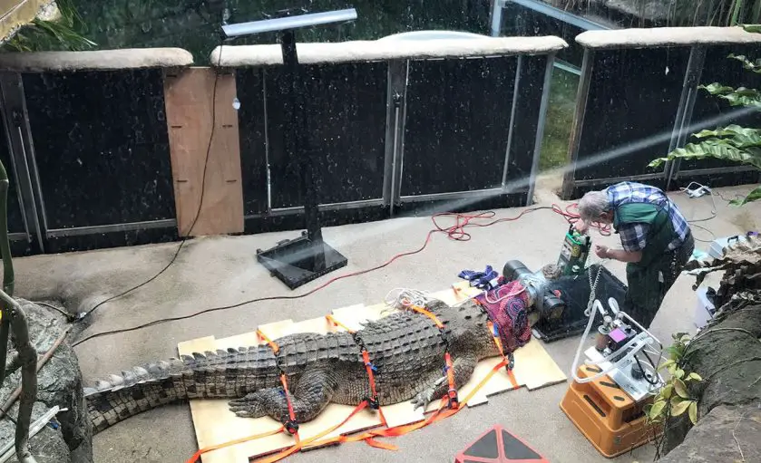 Rocky the Crocodile Dentist at Wildlife Sydney Zoo