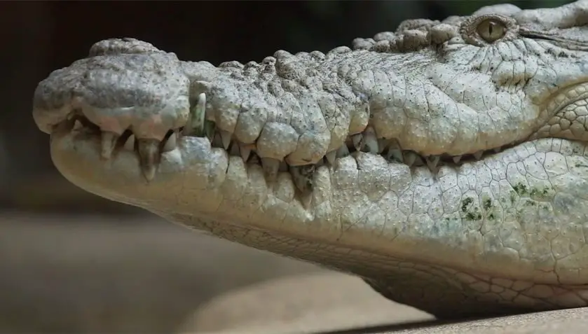 Rocky the Crocodile Dentist at Wildlife Sydney Zoo
