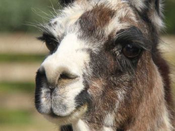 Roldo the Llama Farewell at Orana Wildlife Park