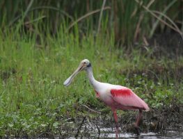roseate spoonbill