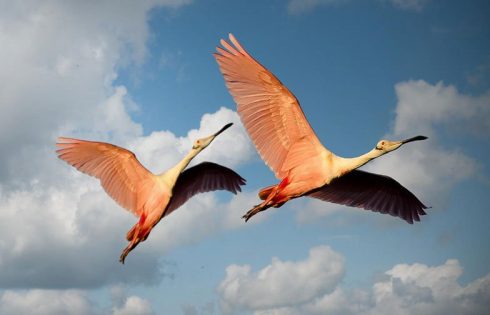 roseate spoonbill