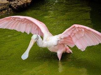 roseate spoonbill