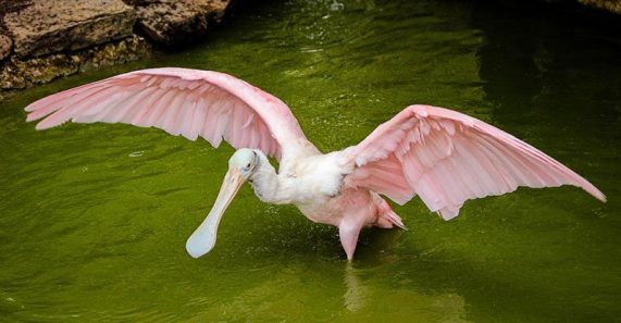roseate spoonbill