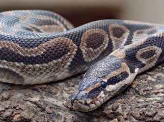 Royal (Ball) Python