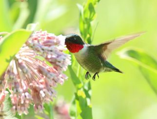 ruby throated hummingbird