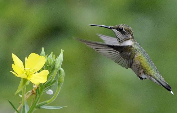 ruby throated hummingbird