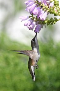 ruby throated hummingbird