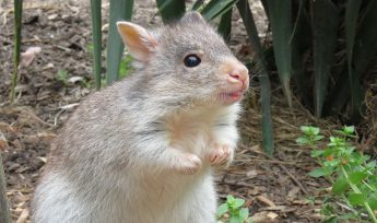 Rufous Bettong (Aepyprymnus rufescens)