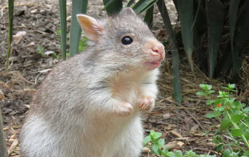 Rufous Bettong The Animal Facts Appearance, Diet, Habitat, Behavior
