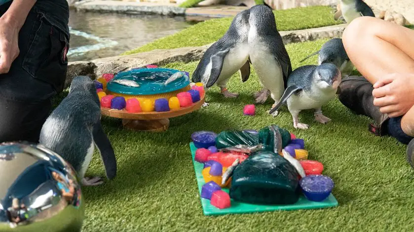 Penguin Party at SEA LIFE Sunshine Coast