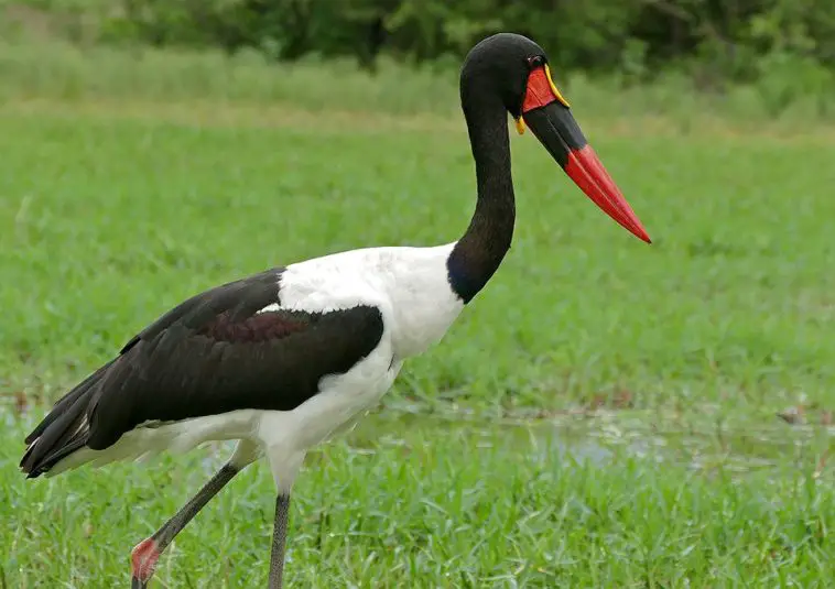 saddle-billed stork