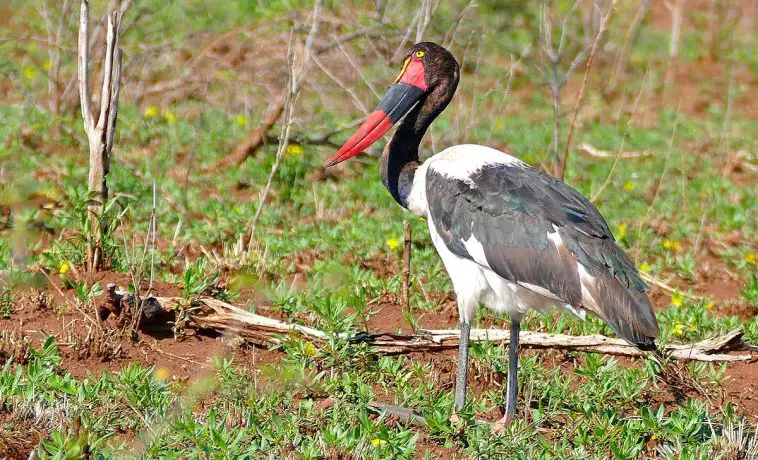 saddle-billed stork