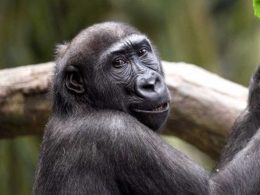 Saint Louis and Brookfield Zoo Gorilla Swap