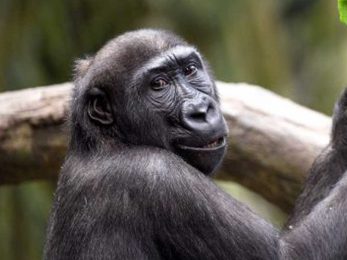 Saint Louis and Brookfield Zoo Gorilla Swap