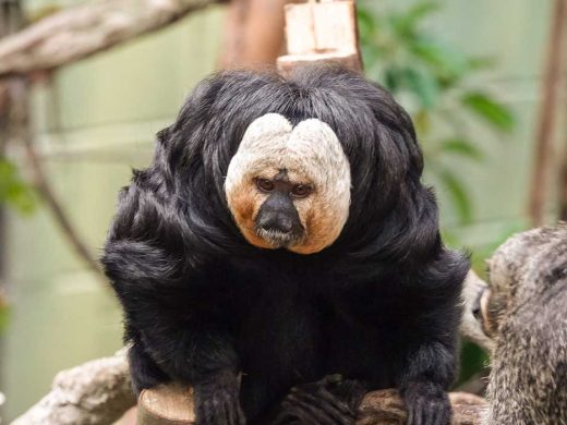 Saki Monkeys Rainforest Life ZSL London Zoo