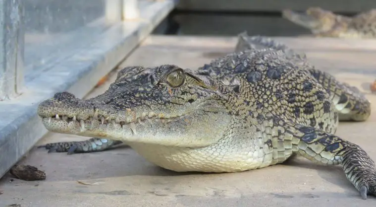 Saltwater Crocodile (Crocodylus porosus)