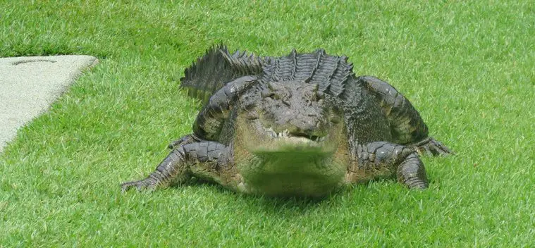Saltwater Crocodile (Crocodylus porosus)