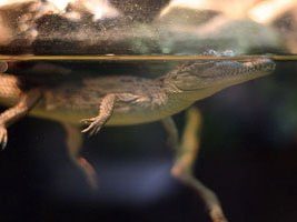 Saltwater crocodile