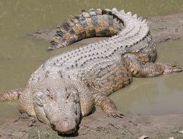 Saltwater crocodile