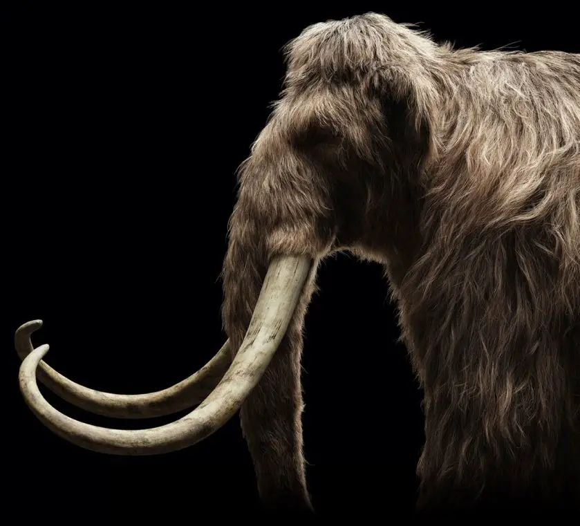 San Antonio Zoo Mammoth Exhibit