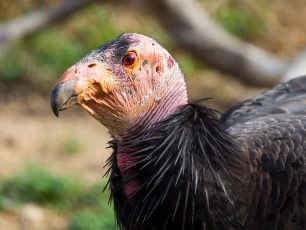 California condor parthenogenesis san diego zoo wildlife alliance
