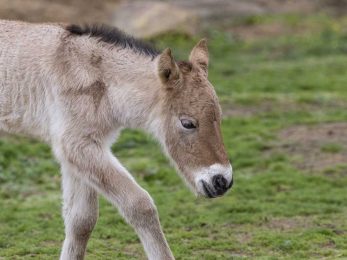Przewalski's Horse Foal Born at San Diego Zoo Safari Park