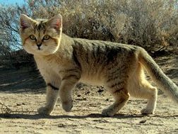 Sand Cat