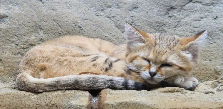 Sand Cat (Felis margarita)