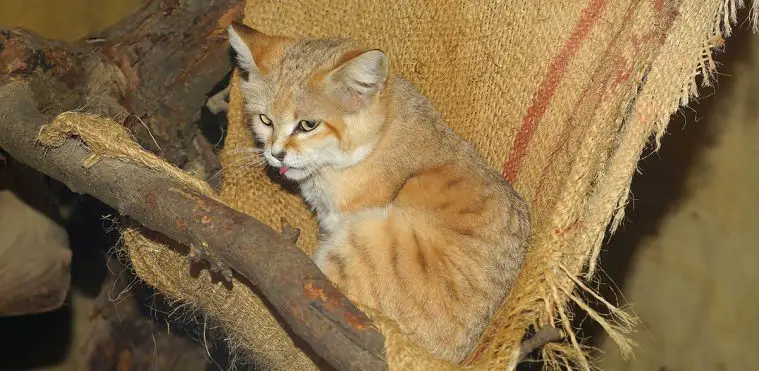 Sand Cat (Felis margarita)