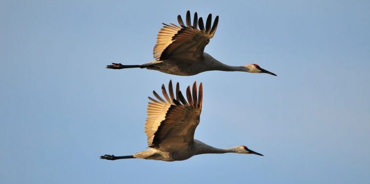 Sandhill Crane