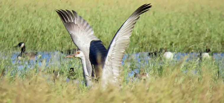 Sandhill Crane
