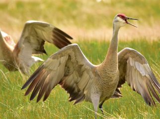 Sandhill Crane