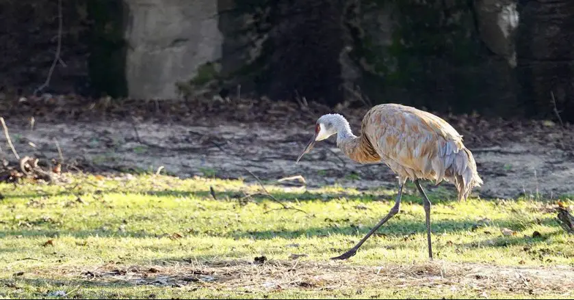 Sandhill Crane at Detroit Zoo