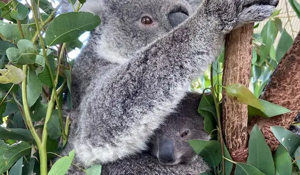 wild life sydney zoo koala naming