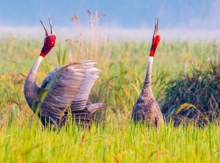 Sarus Crane