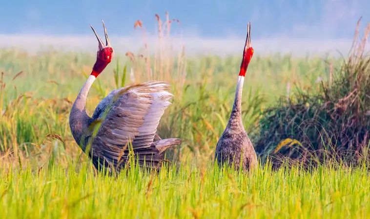 Sarus Crane