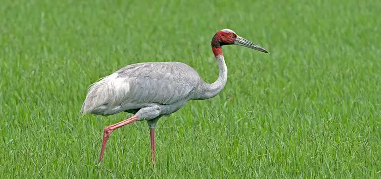 Sarus Crane