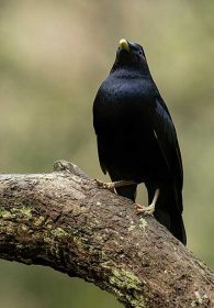 Satin Bowerbird