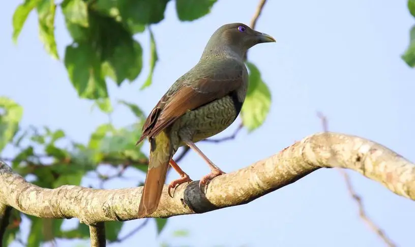 Satin Bowerbird